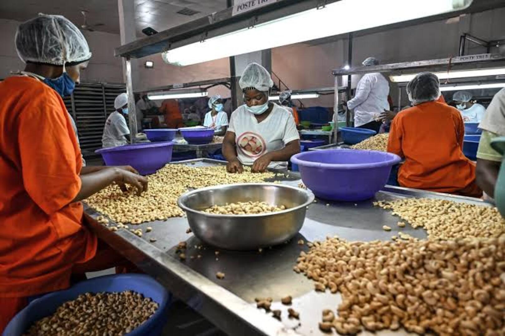 Côte d’Ivoire accelerates value-added growth as cashew processing reaches record levels